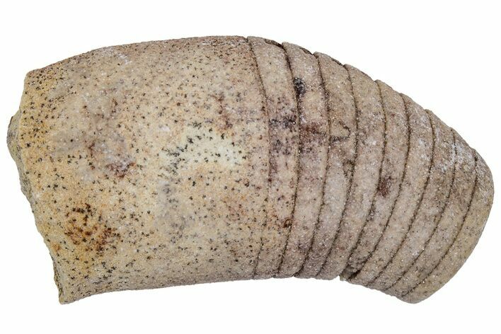 Ordovician Oncoceratid (Beloitoceras) Fossil - Wisconsin #216395
